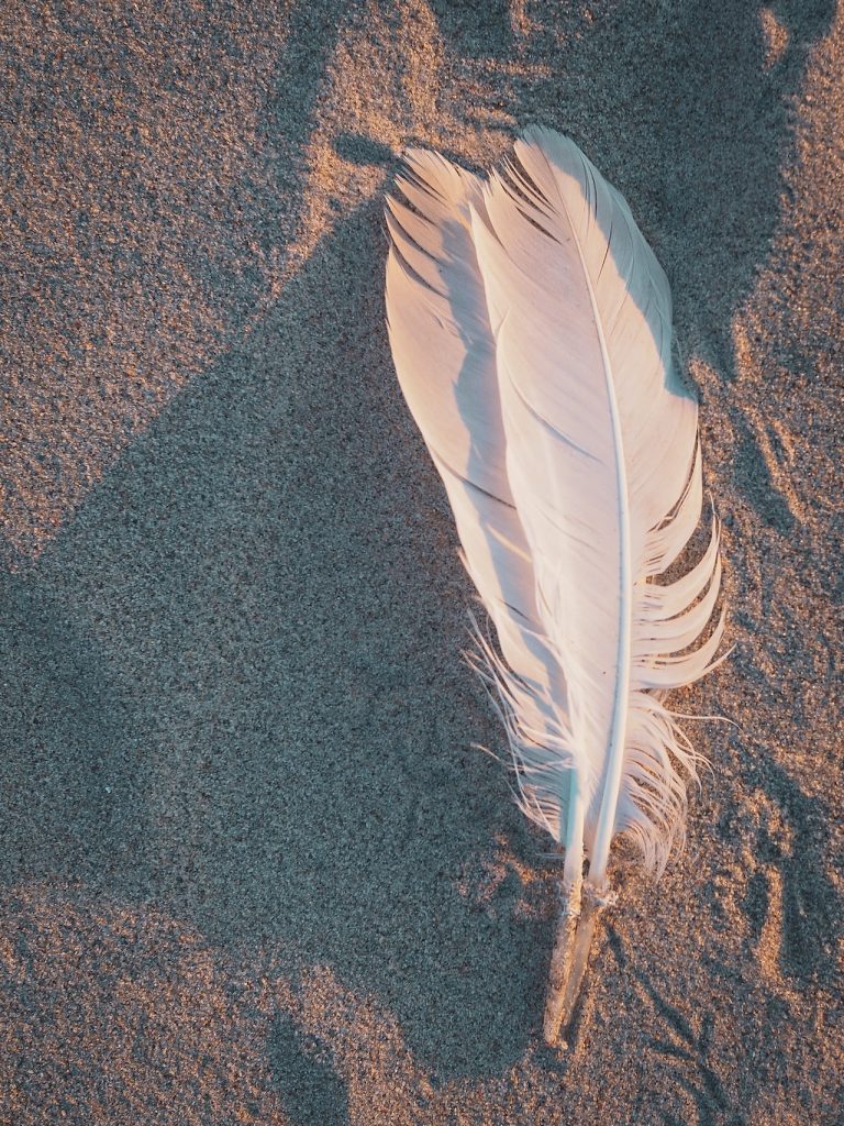 plumes trouvees dans le sable
